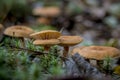 ÃÂ¡loseup of forest autumn group orange mushroom in macro Royalty Free Stock Photo